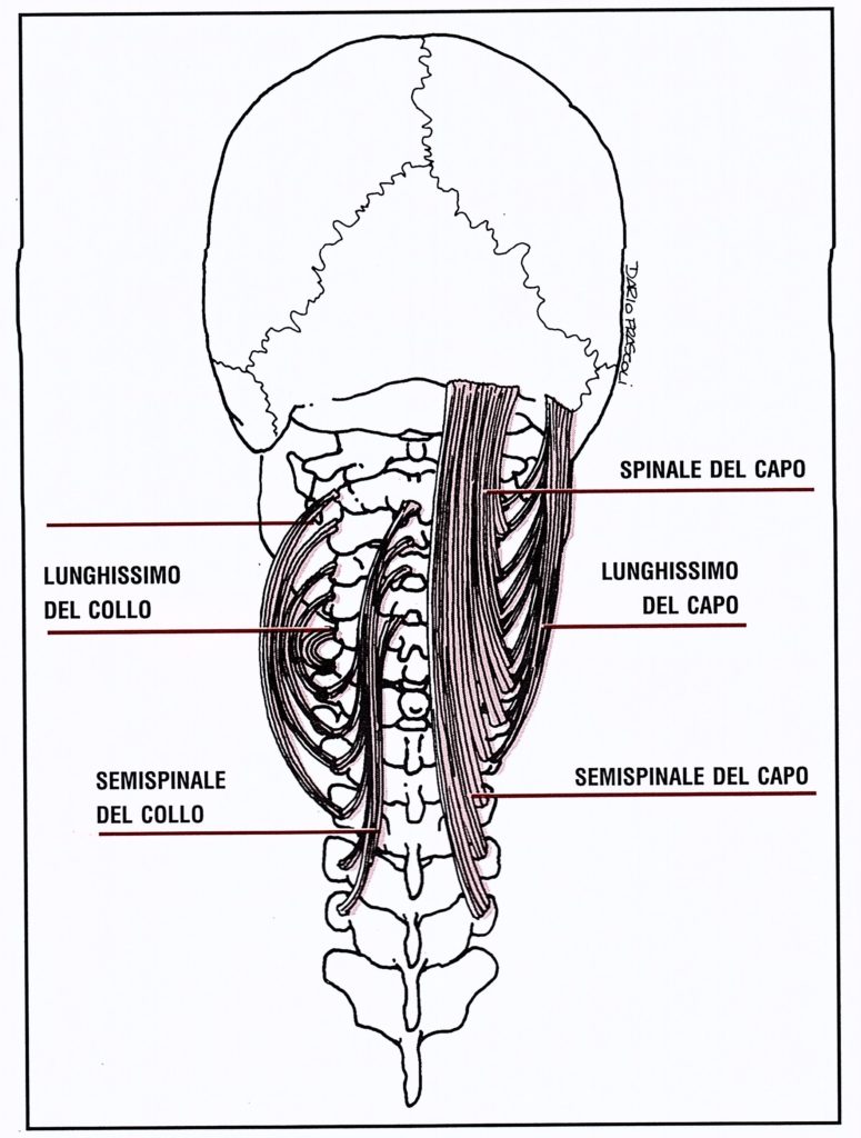 Muscoli posteriori del collo
