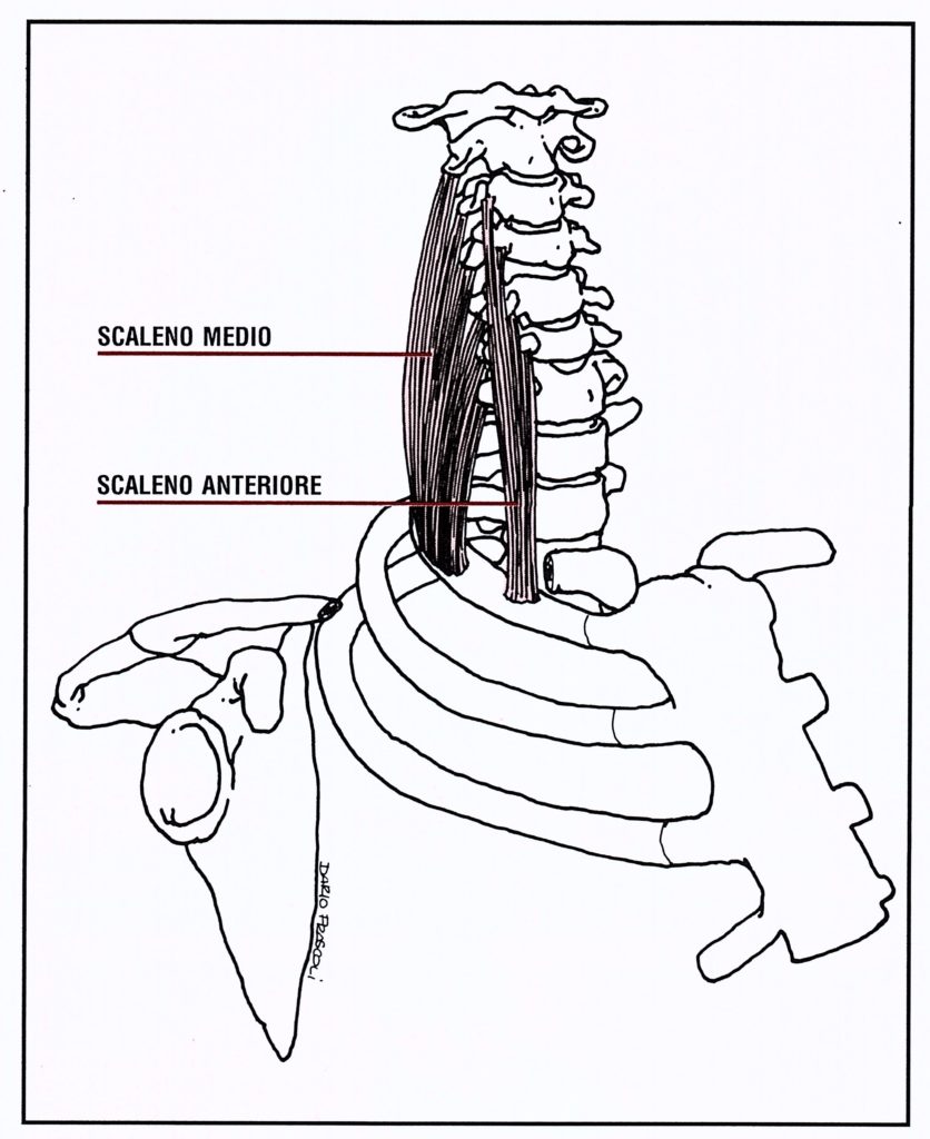 Muscoli laterali del collo