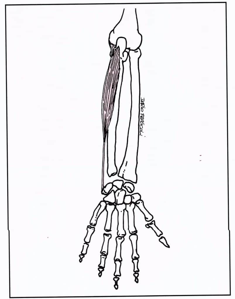 Flessori braccio