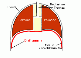 diaframma