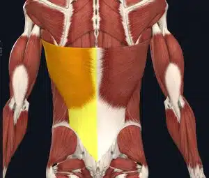 immagine dei muscoli dorsali