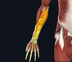 immagine flessori braccio