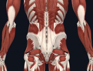 immagine muscoli lombari