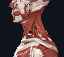 immagine muscoli laterali del collo